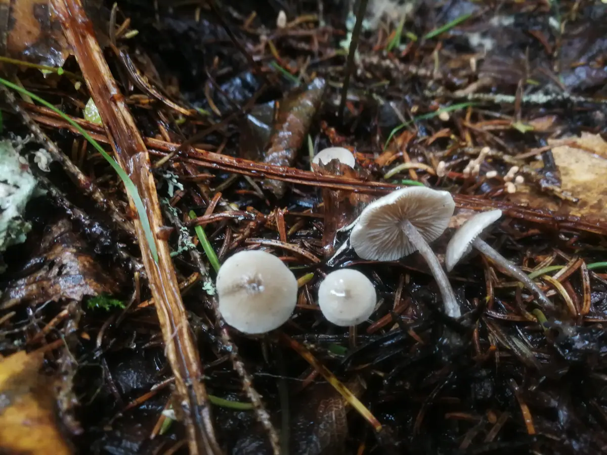Popielatek cuchnący (Tephrocybe mephitica)