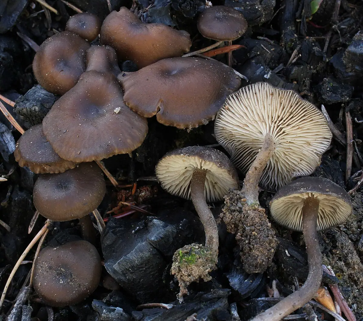 Popielatek węglolubny (Tephrocybe anthracophila) — zdjęcie 1 z 3