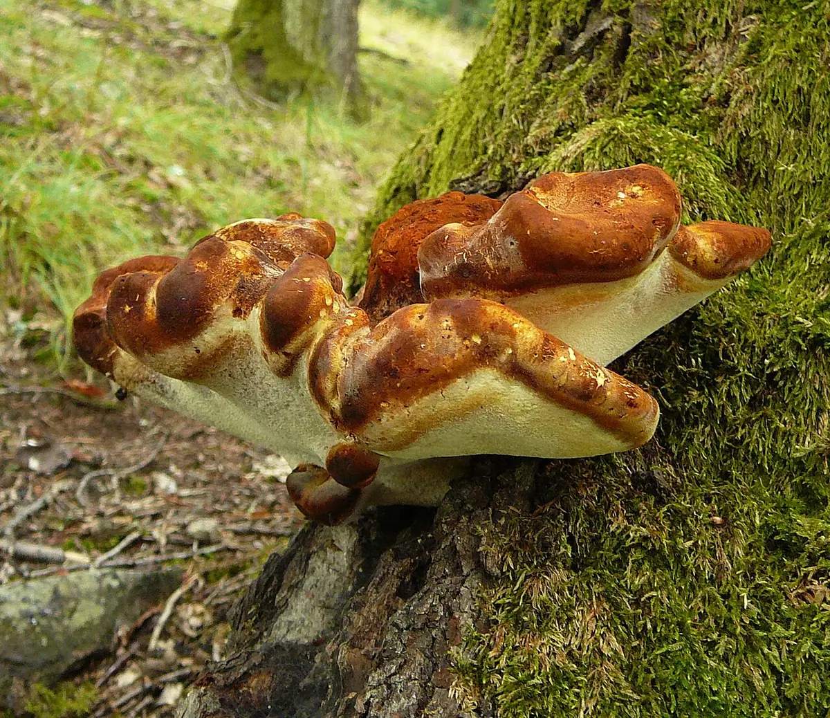 Porek dębowy (Buglossoporus quercinus) — zdjęcie 1 z 3
