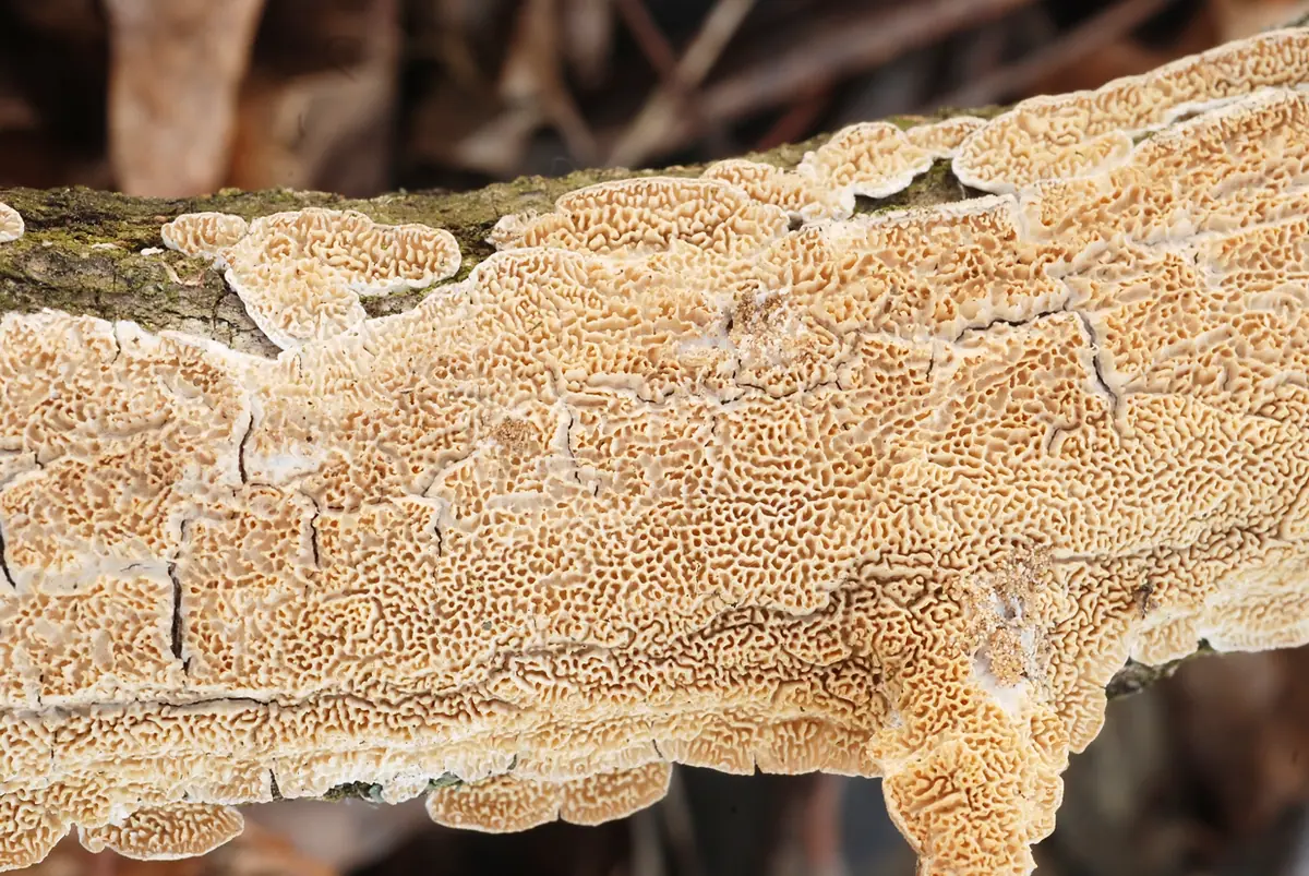 Porokolczak mleczny (Irpex lacteus) — zdjęcie 1 z 4
