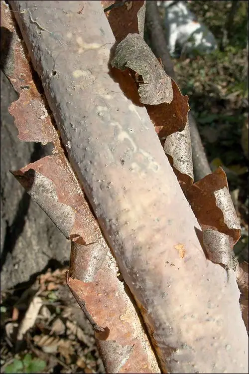 Powleczka podkorowa (Vuilleminia comedens) — zdjęcie 1 z 4