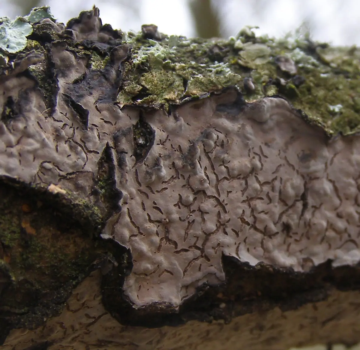 Powłocznica dębowa (Peniophora quercina) — zdjęcie 1 z 4