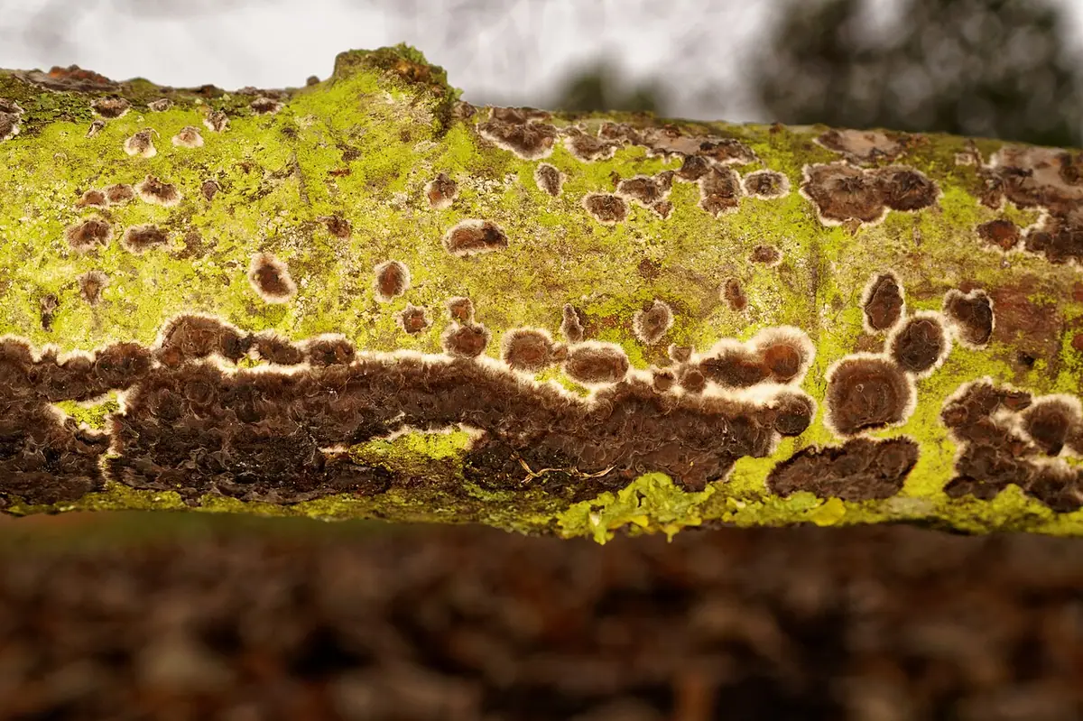 Powłocznica lipowa (Peniophora rufomarginata) — zdjęcie 1 z 4