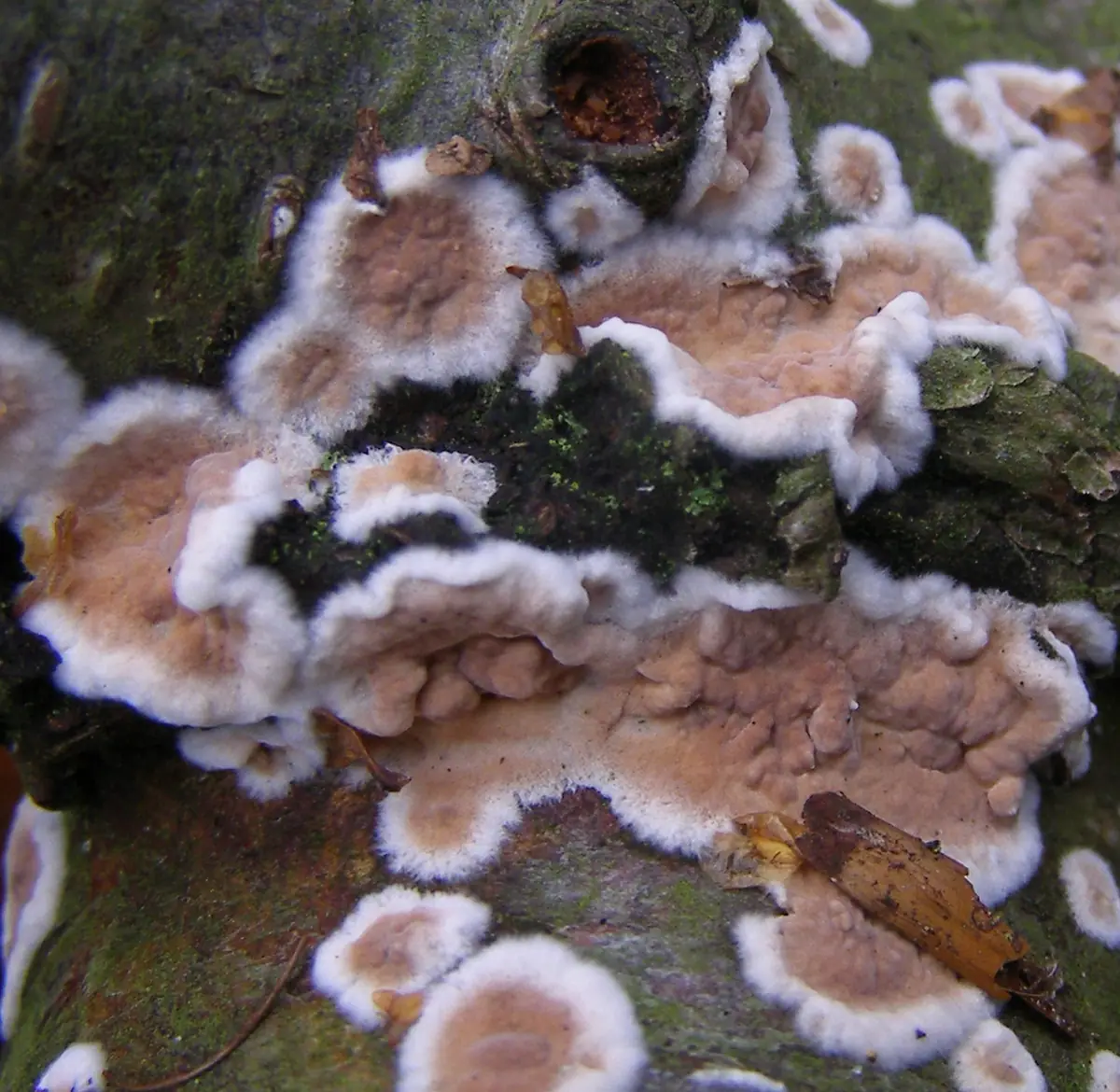 Powłoczniczek (Cylindrobasidium spp.) — zdjęcie 1 z 4