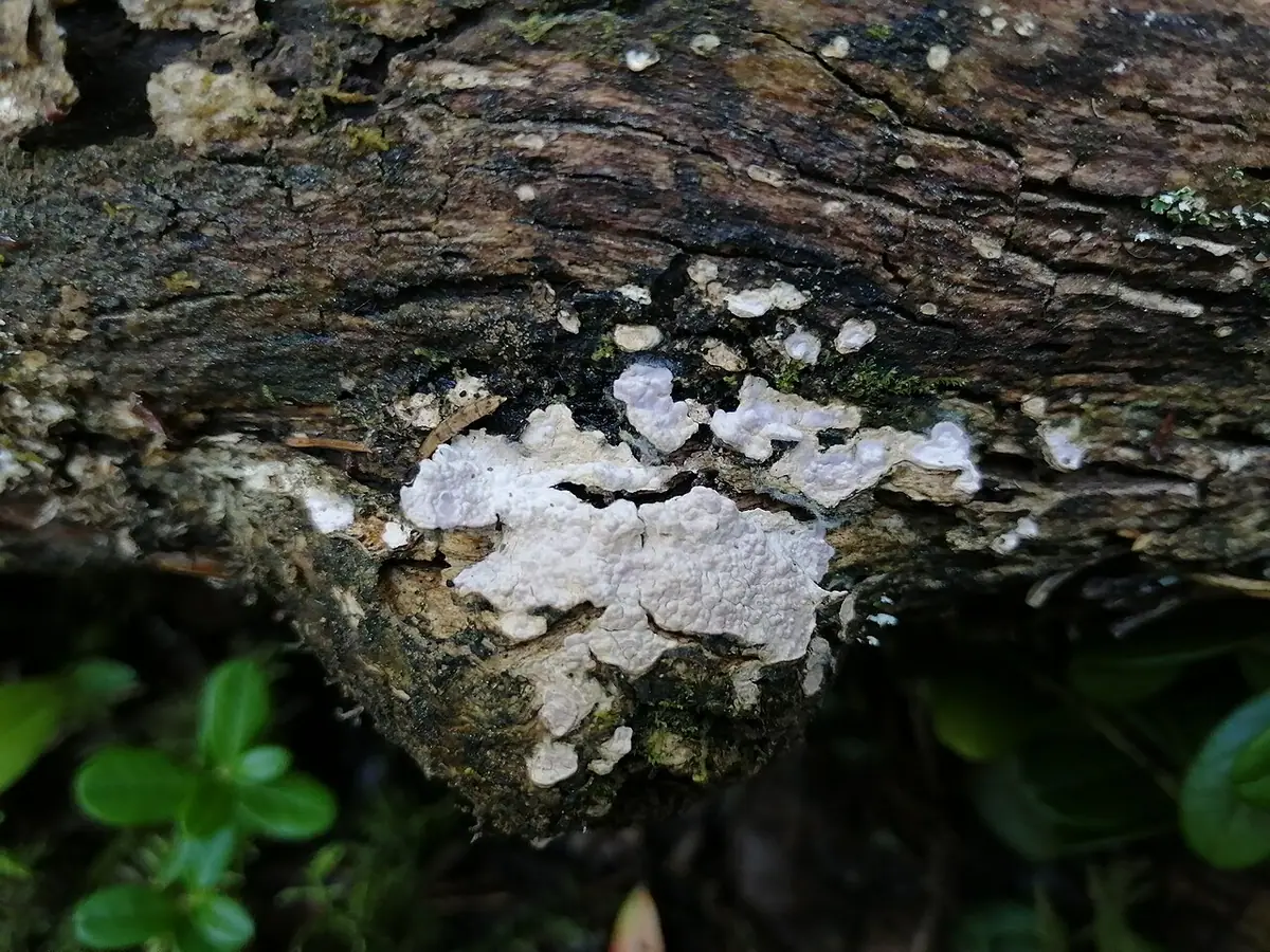 Powłocznik białofioletowy (Dendrocorticium polygonioides) — zdjęcie 1 z 3