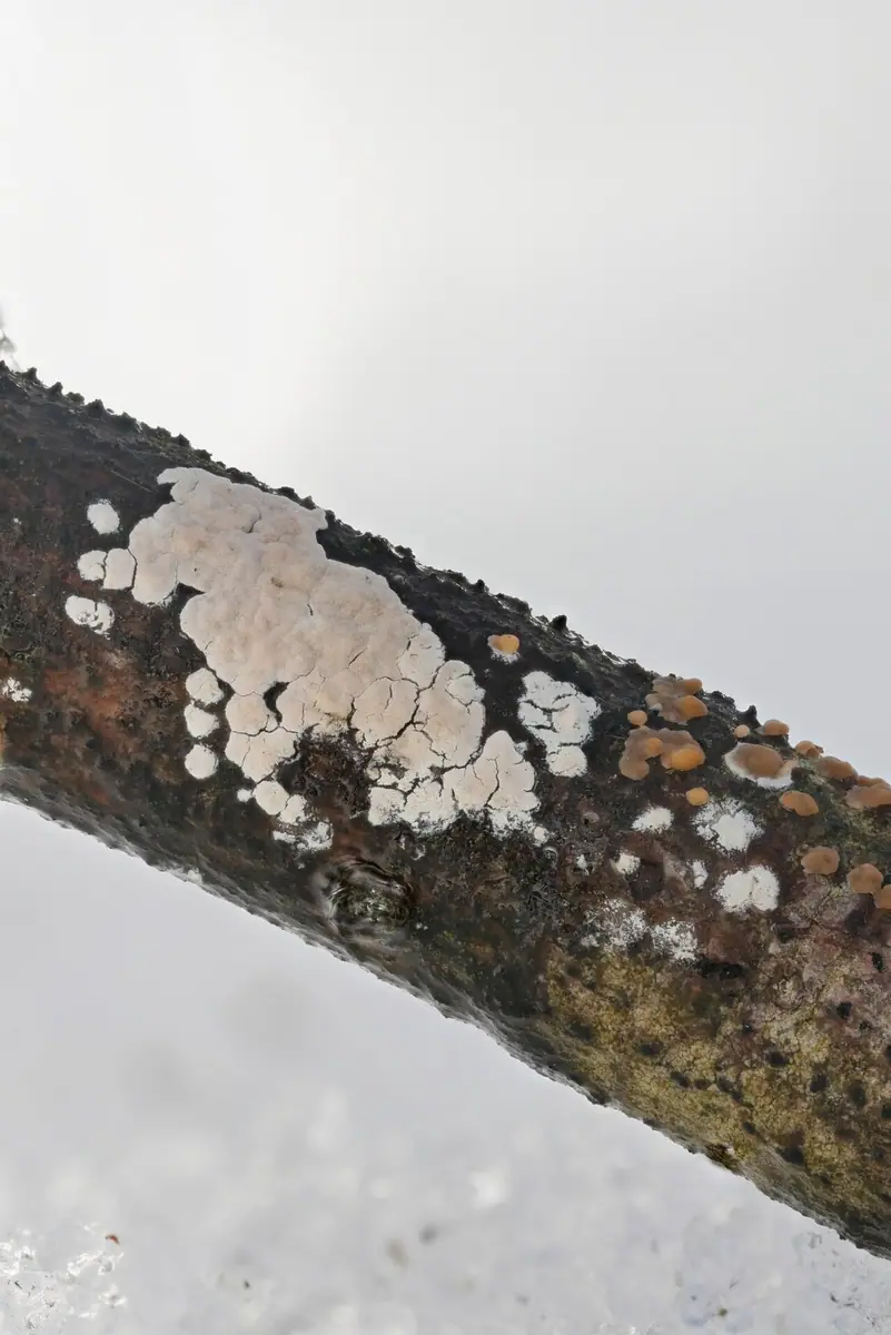 Powłocznik różowy (Corticium roseum) — zdjęcie 1 z 3