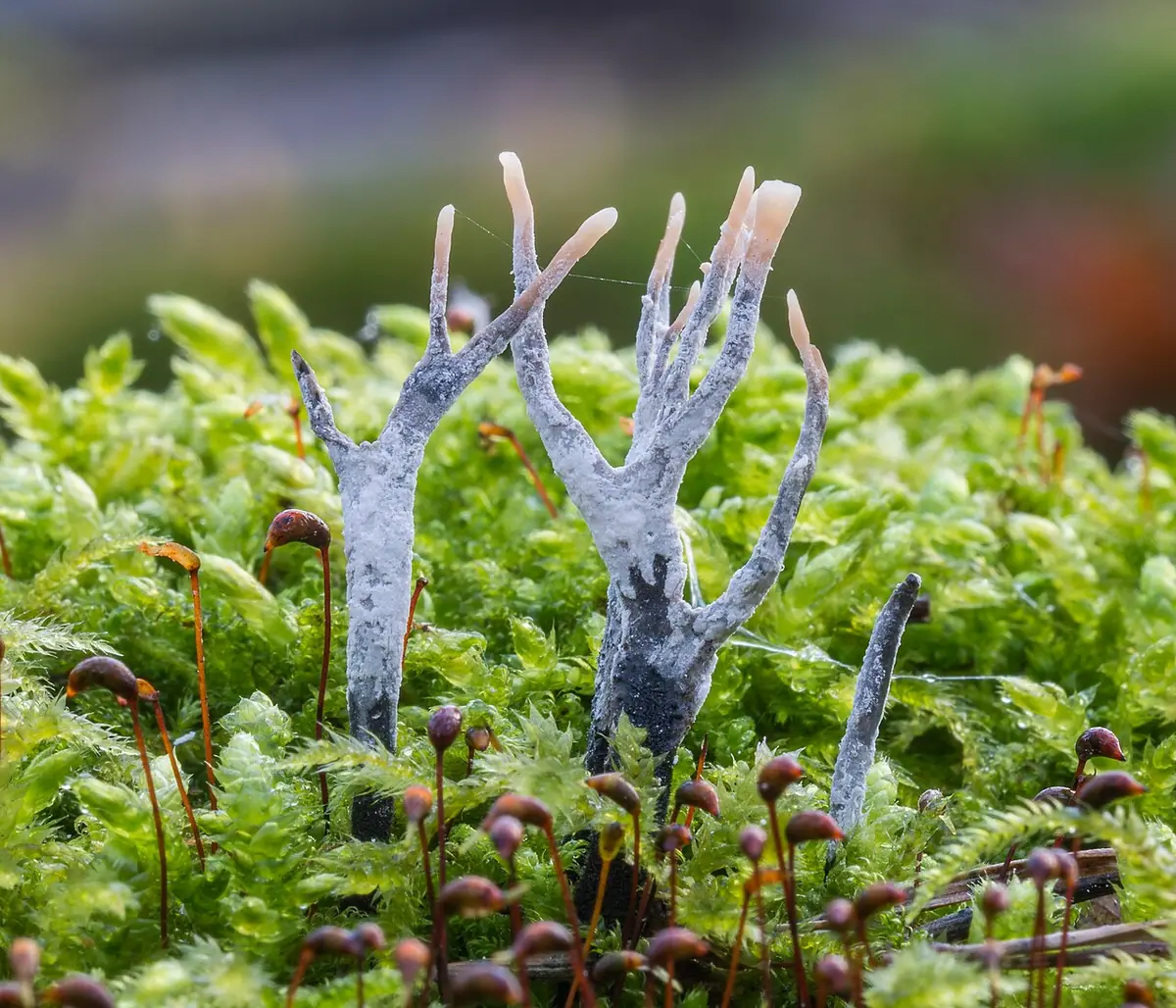 Próchnilec gałęzisty (Xylaria hypoxylon) — zdjęcie 1 z 4