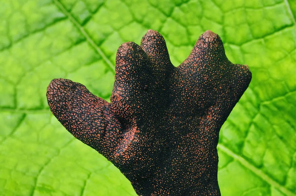 Próchnilec maczugowaty (Xylaria polymorpha) — zdjęcie 1 z 4