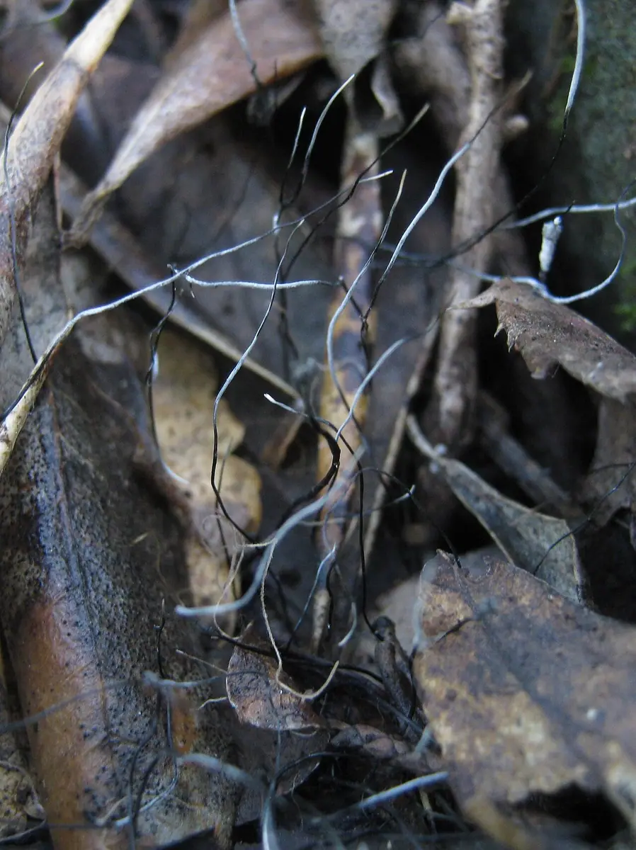 Próchnilec nitkowaty (Xylaria filiformis) — zdjęcie 1 z 4
