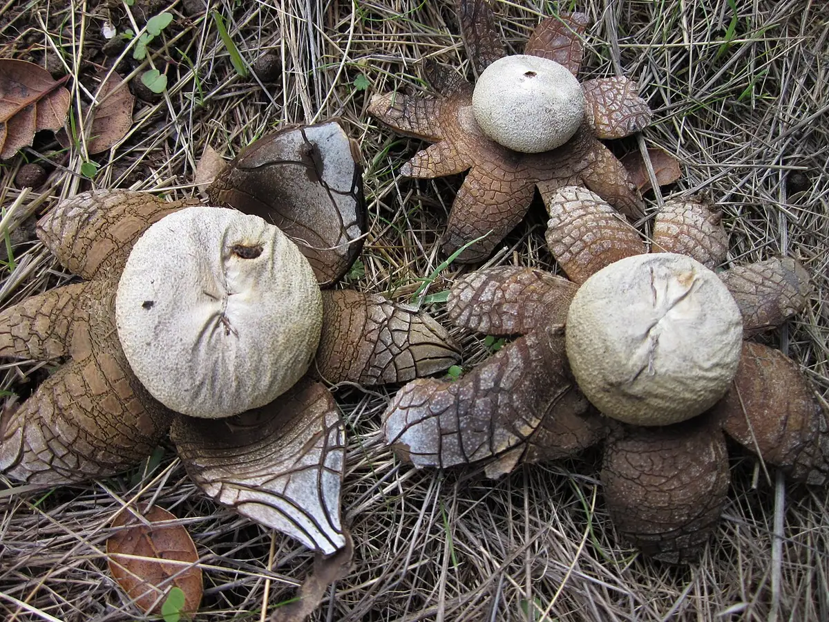 Promieniak wilgociomierz (Astraeus hygrometricus) — zdjęcie 1 z 4