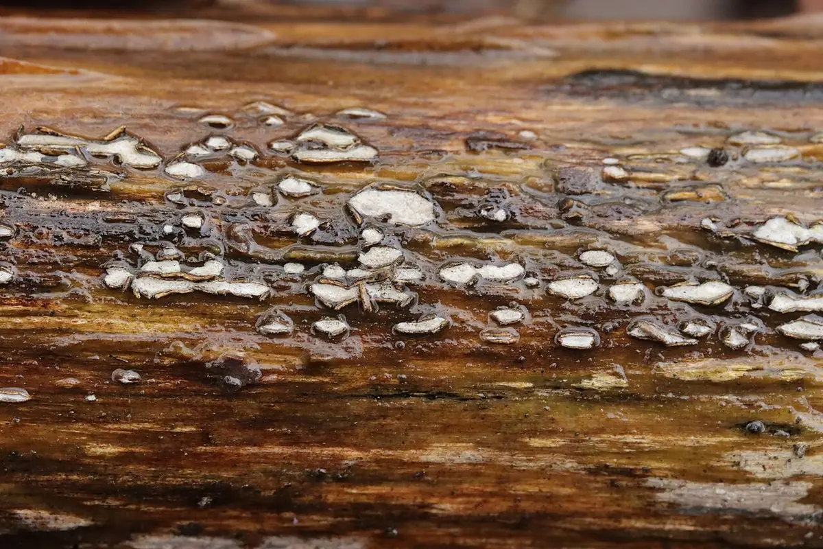 Propolis versicolor — zdjęcie 1 z 4