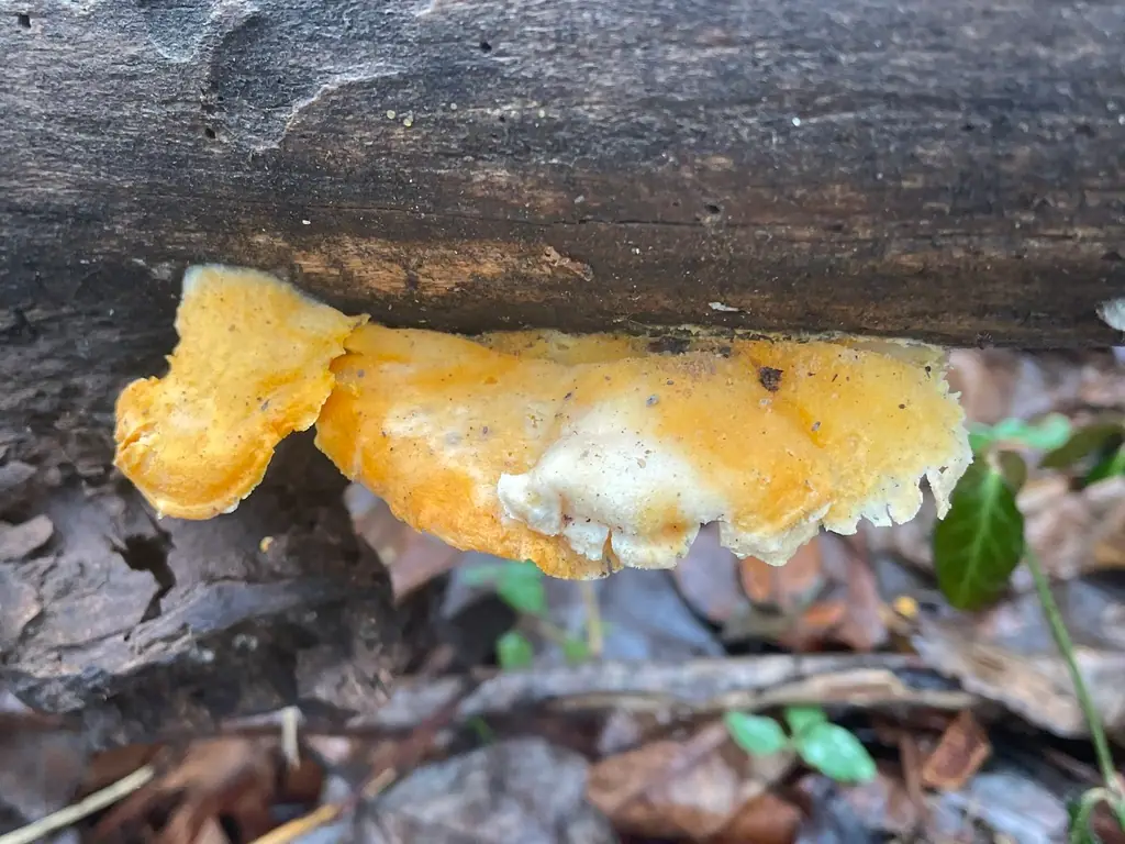 Protocrea pallida — zdjęcie 1 z 4
