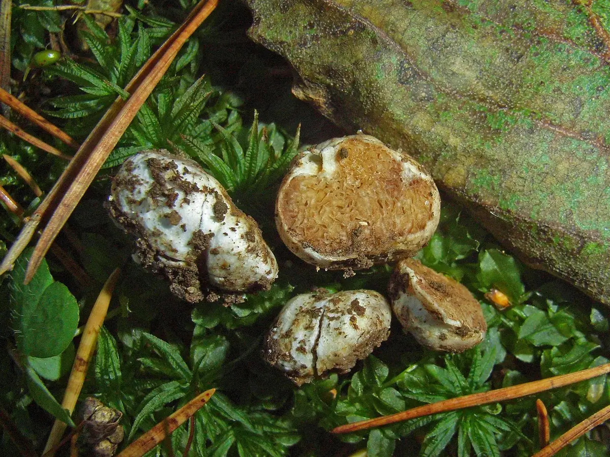 Protoglossum niveum