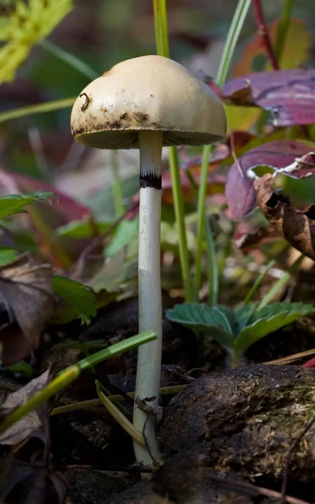 Protostropharia alcis — zdjęcie 1 z 4