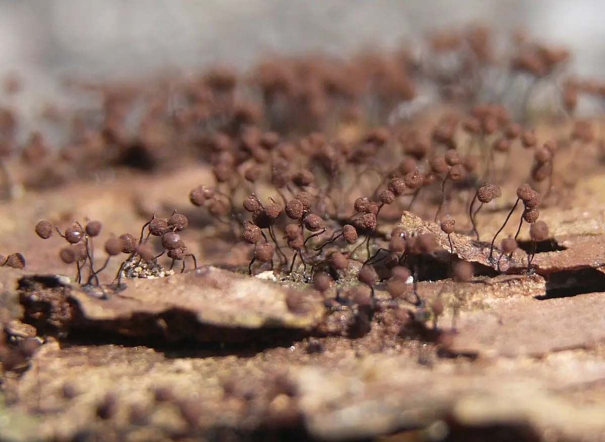 Przetaczek żebrowiec (Cribraria cancellata) — zdjęcie 1 z 4