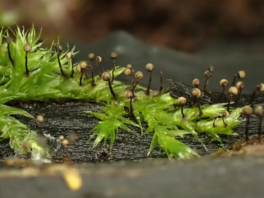 Przetaczek zgrabny (Cribraria persoonii)