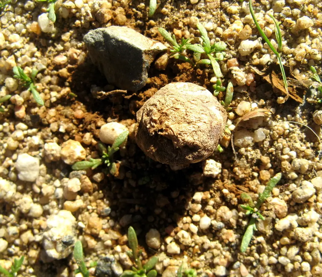 Przewrotka łysa (Disciseda candida)
