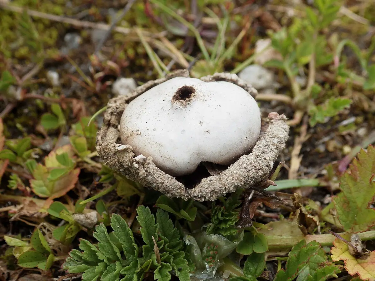 Przewrotka wielka (Disciseda bovista) — zdjęcie 1 z 3