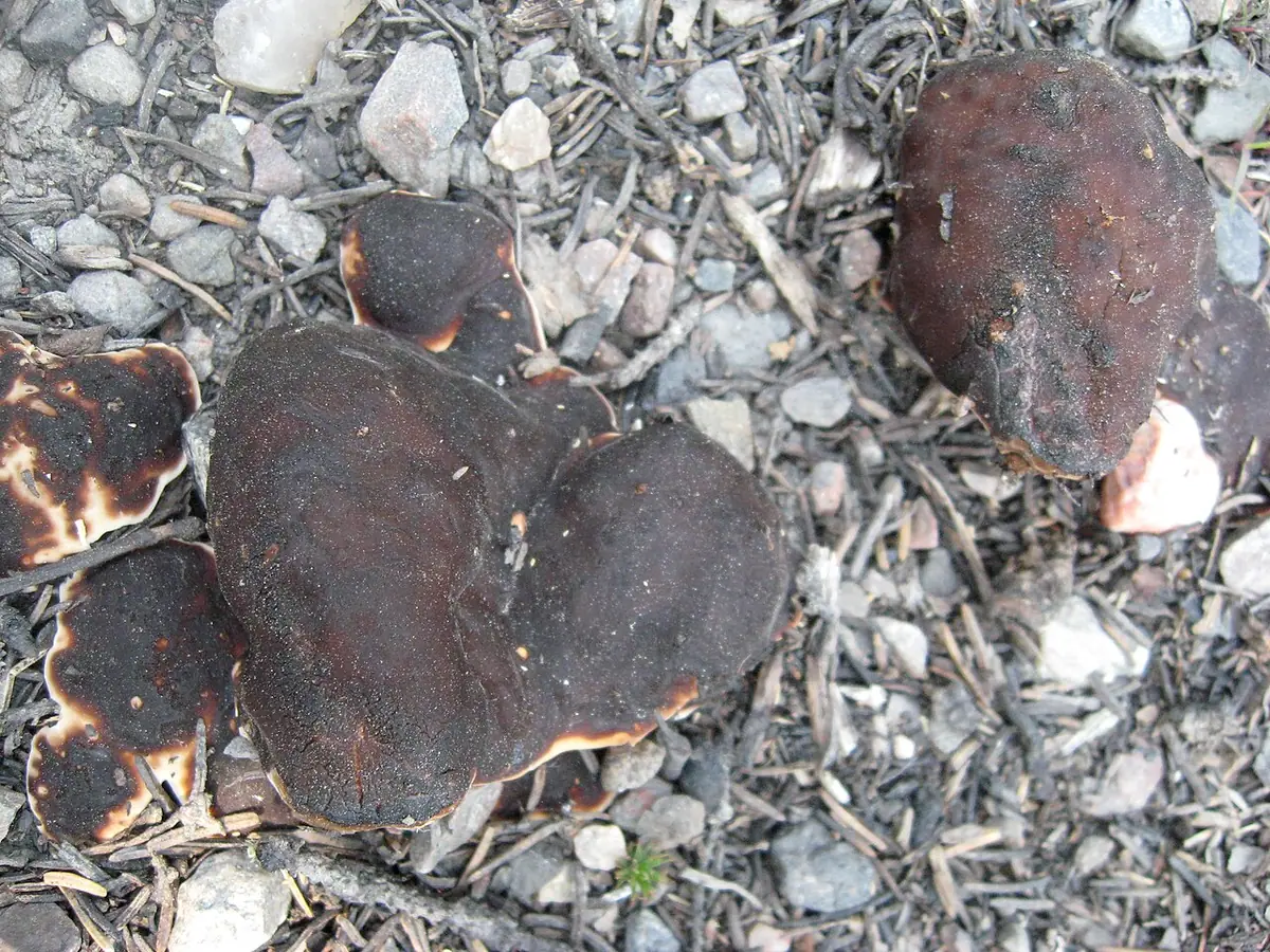 Przyczepka falista (Rhizina undulata) — zdjęcie 1 z 4