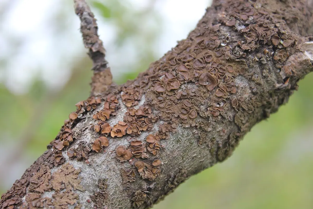 Przylepniczka szorstka (Melanohalea exasperata) — zdjęcie 1 z 4