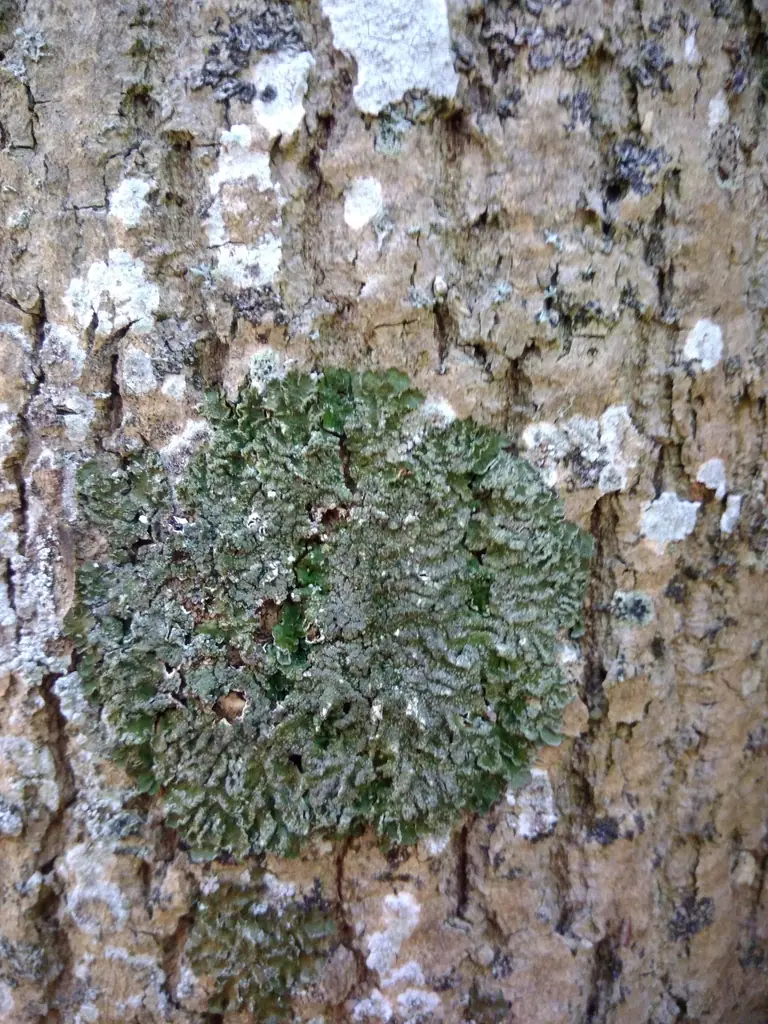 Przylepnik brodawkowaty (Melanelixia subargentifera) — zdjęcie 1 z 4