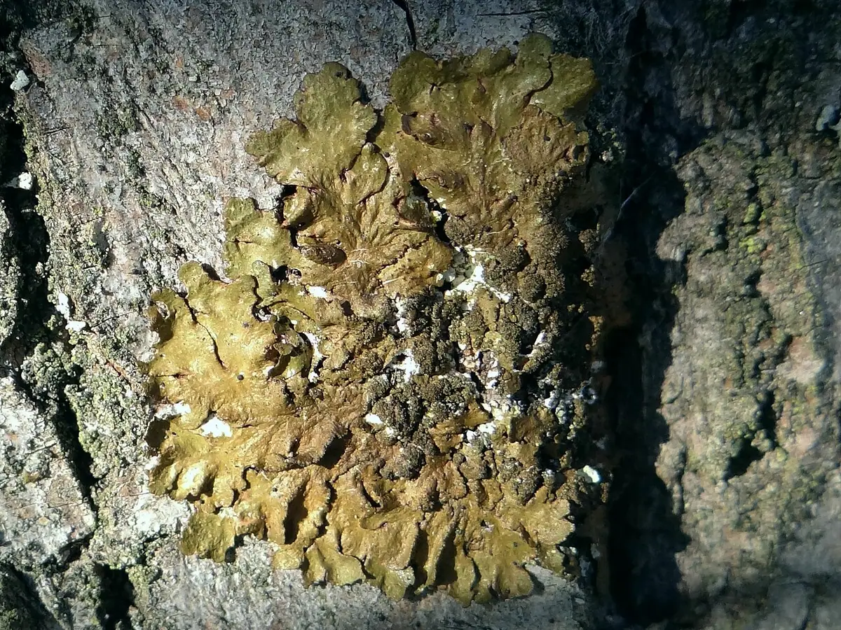 Przylepnik okopcony (Melanelixia fuliginosa) — zdjęcie 1 z 4