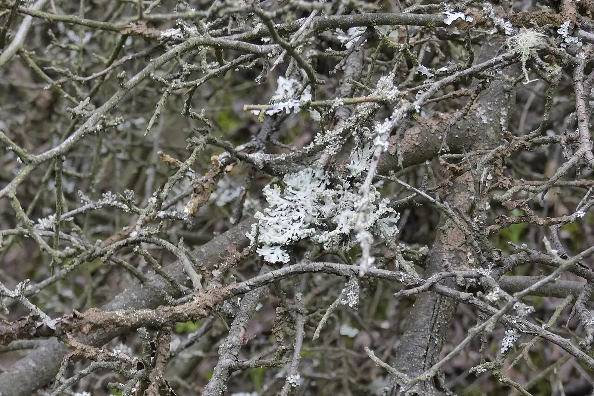 Przylepnik złotawy (Melanelixia subaurifera) — zdjęcie 1 z 4