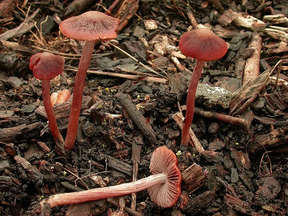 Psathyrella bipellis — zdjęcie 1 z 4