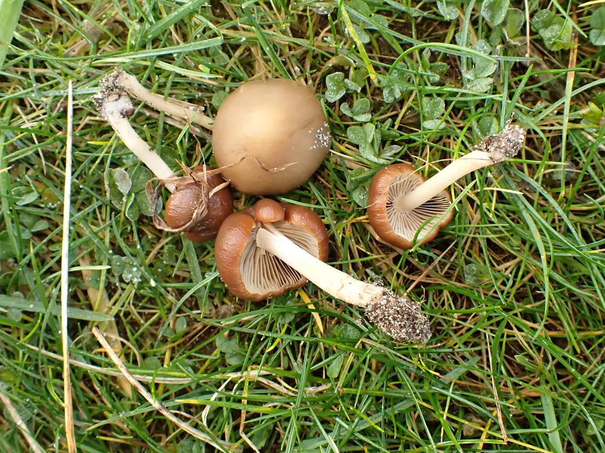 Psathyrella clivensis — zdjęcie 1 z 2