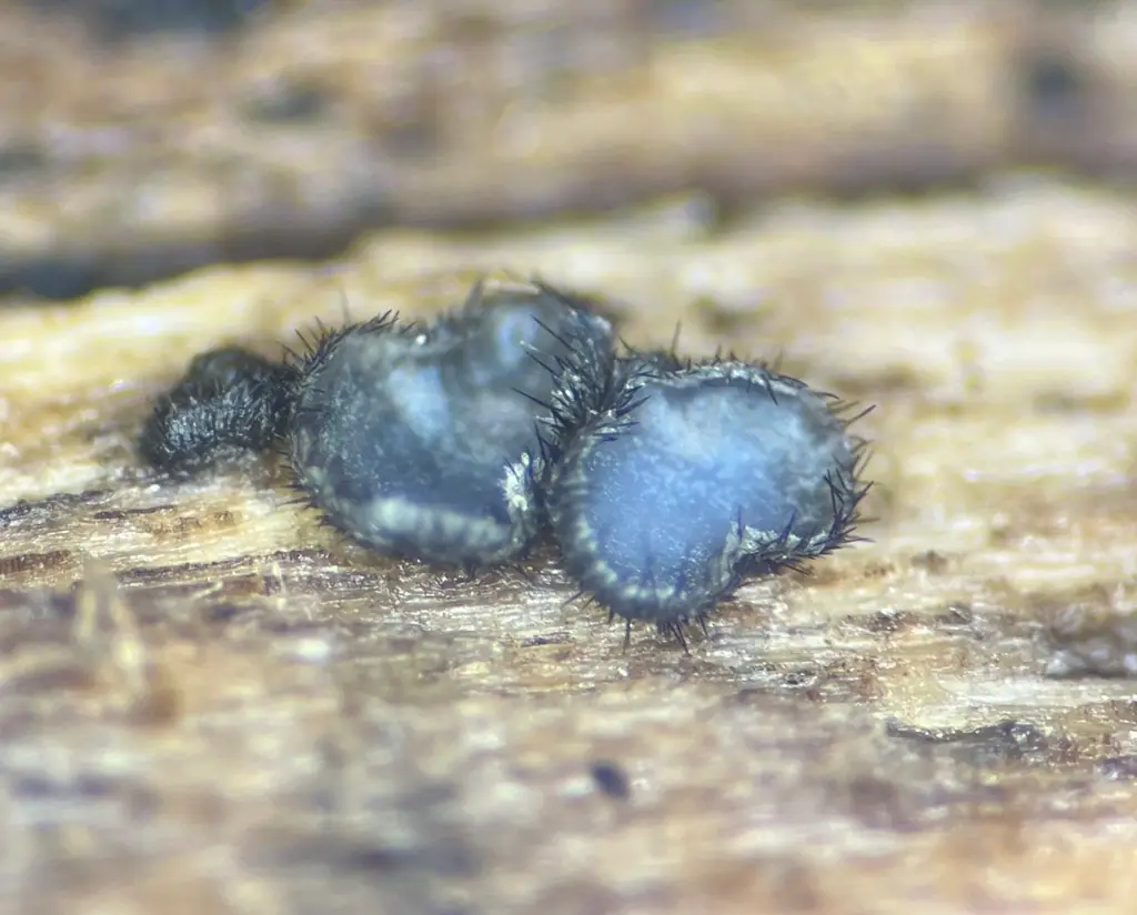 Pseudolachnea hispidula