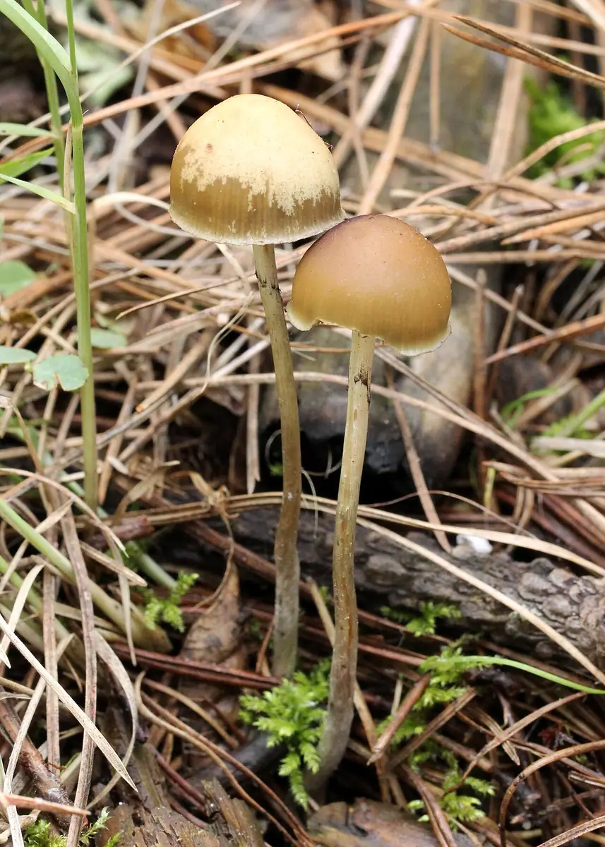 Psilocybe aztecorum — zdjęcie 1 z 2