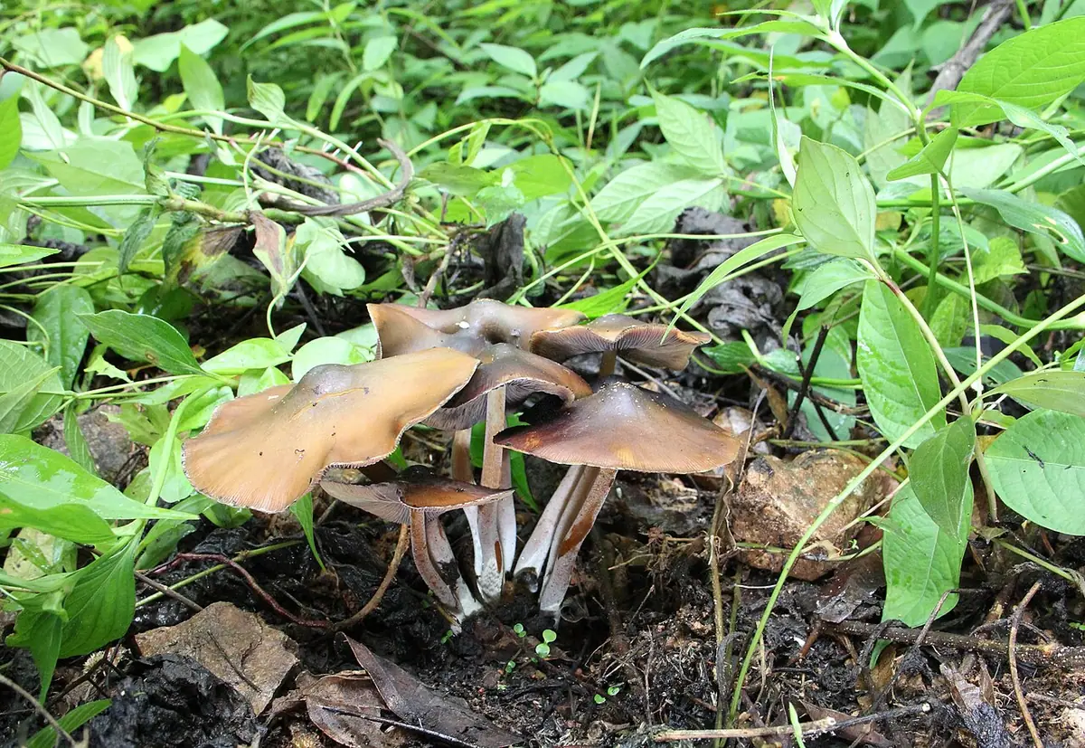 Psilocybe caerulescens — zdjęcie 1 z 4