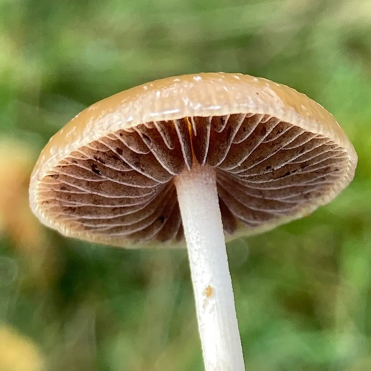 Psilocybe fimetaria — zdjęcie 1 z 4