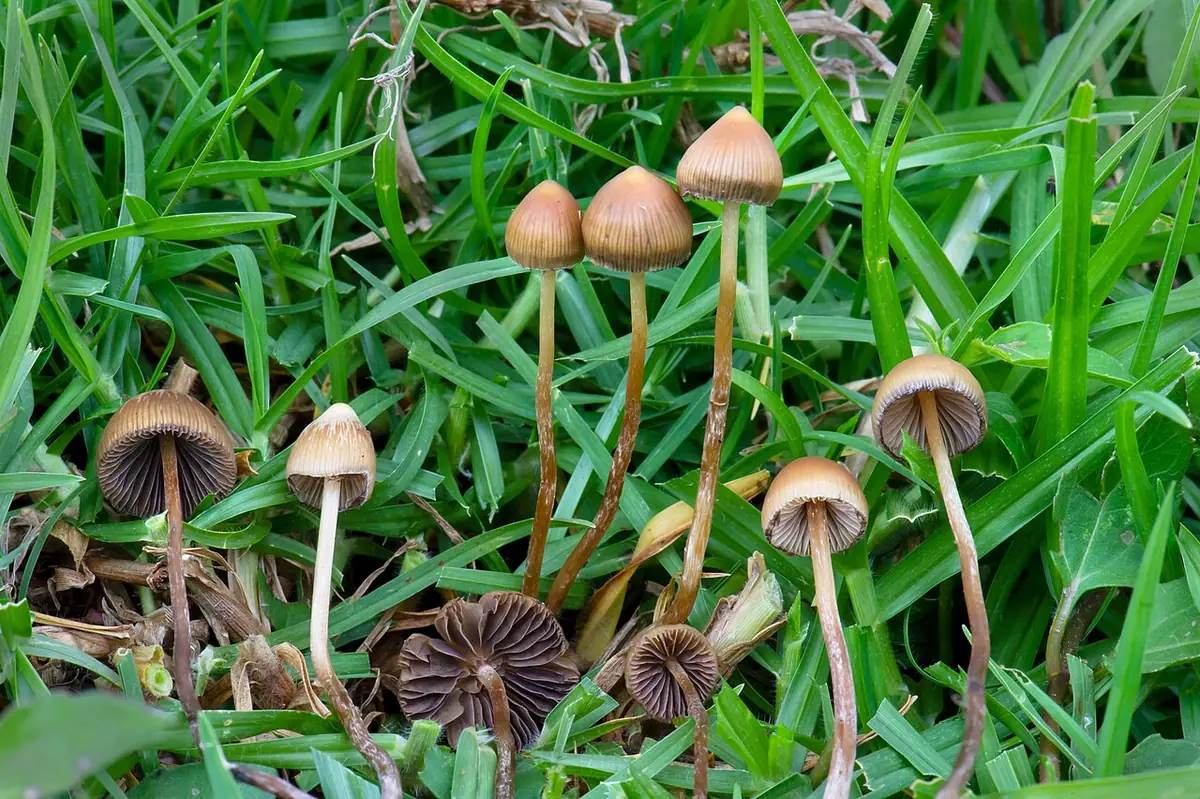 Psilocybe mexicana — zdjęcie 1 z 4