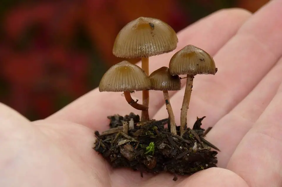 Psilocybe stuntzii — zdjęcie 1 z 4