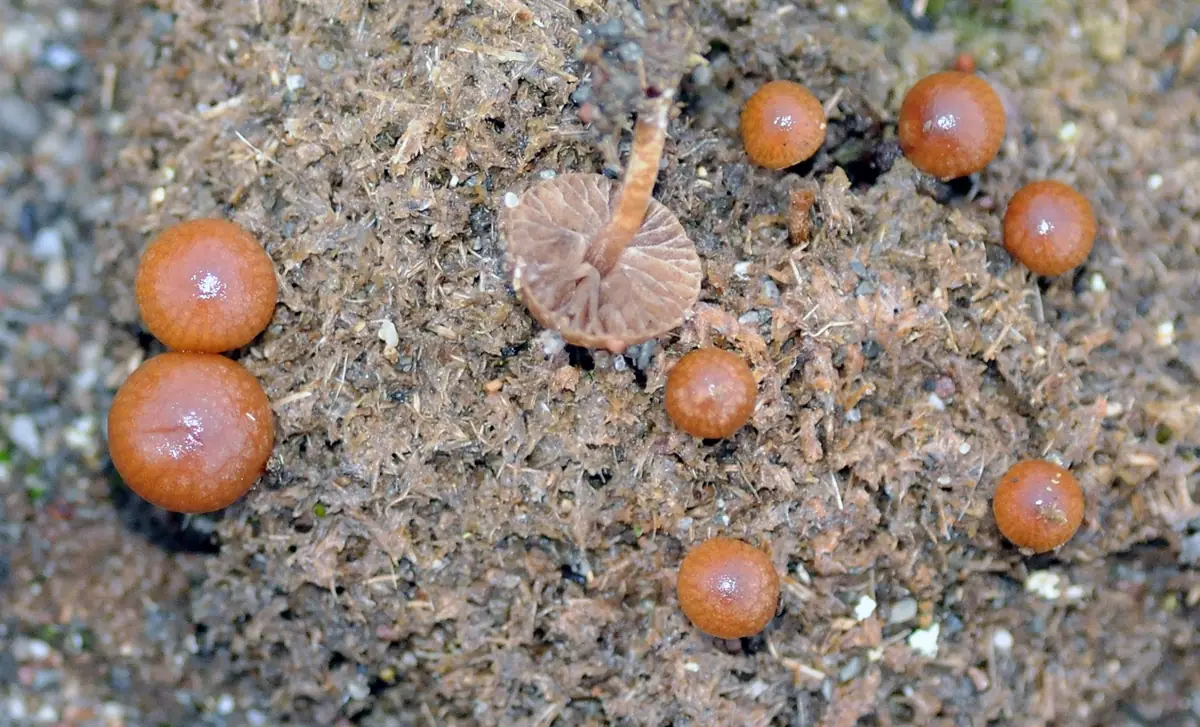 Psilocybe subcoprophila