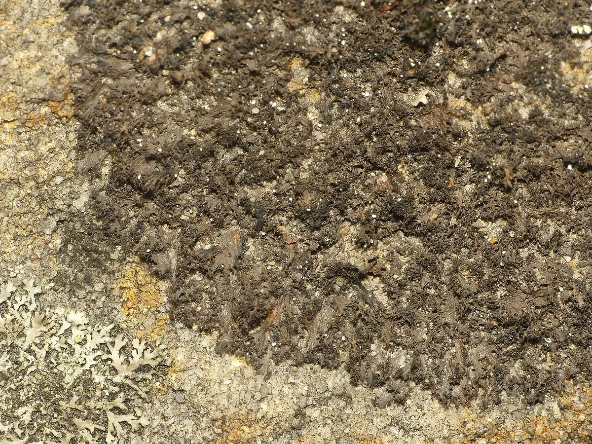 Pszeblaszek poszarpany (Scytinium lichenoides) — zdjęcie 1 z 4