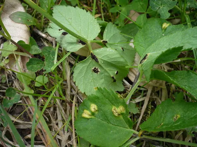 Puccinia aegopodii — zdjęcie 1 z 3