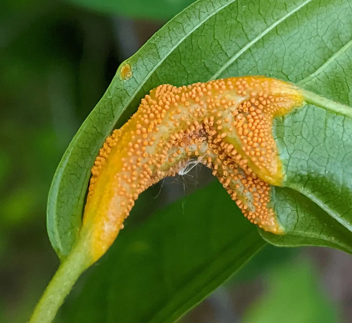 Puccinia coronata — zdjęcie 1 z 4
