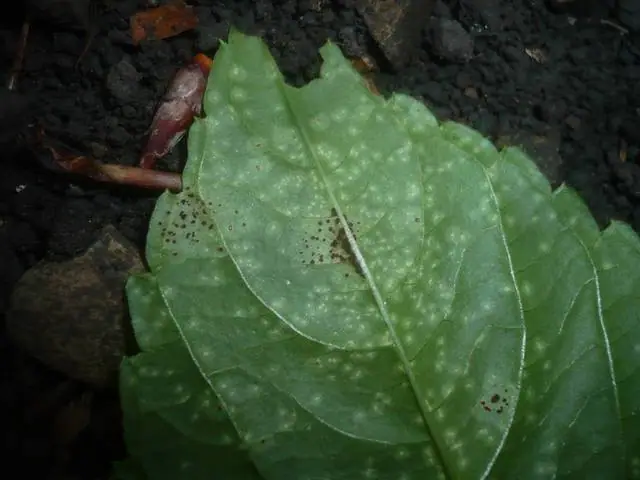 Puccinia komarovii — zdjęcie 1 z 4