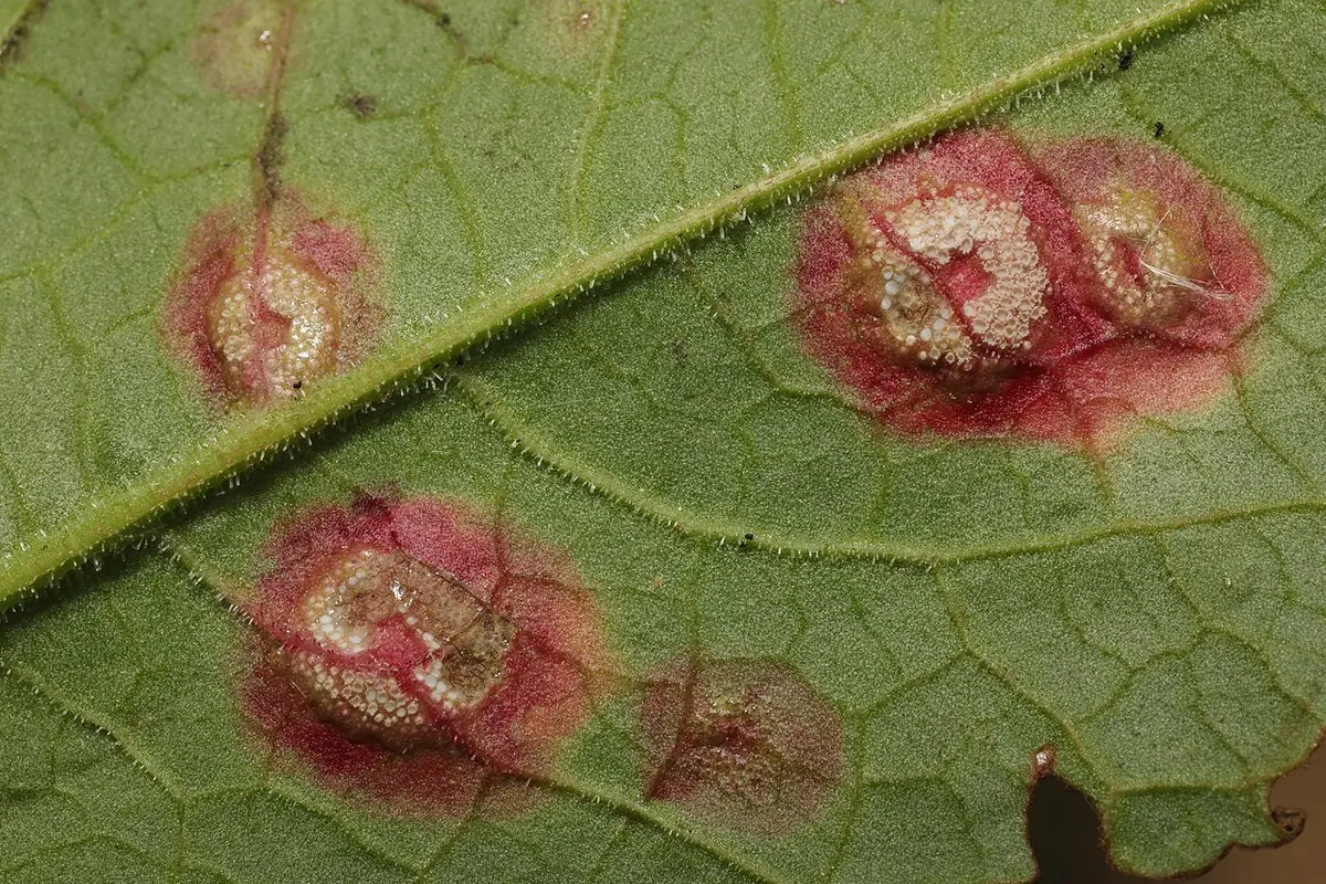 Puccinia phragmitis — zdjęcie 1 z 4