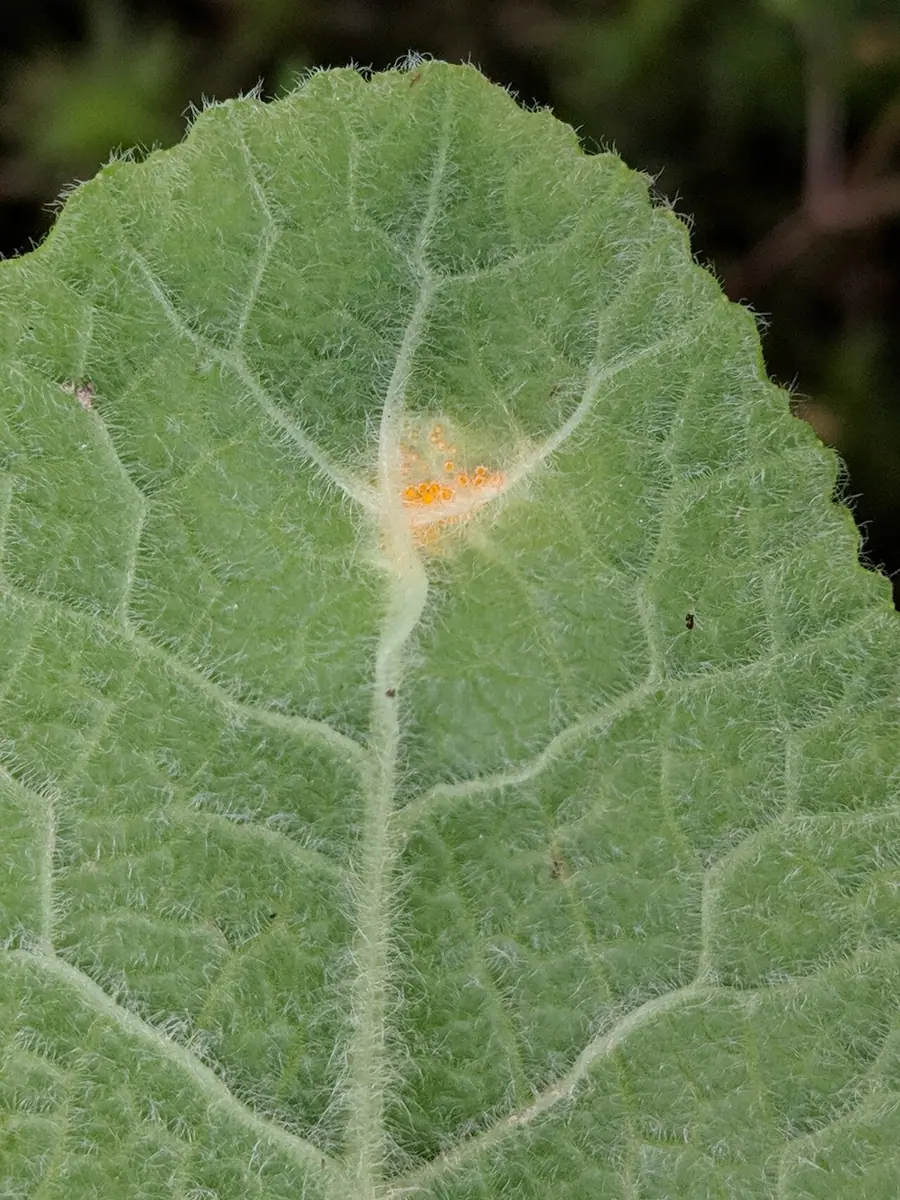 Puccinia primulae — zdjęcie 1 z 3