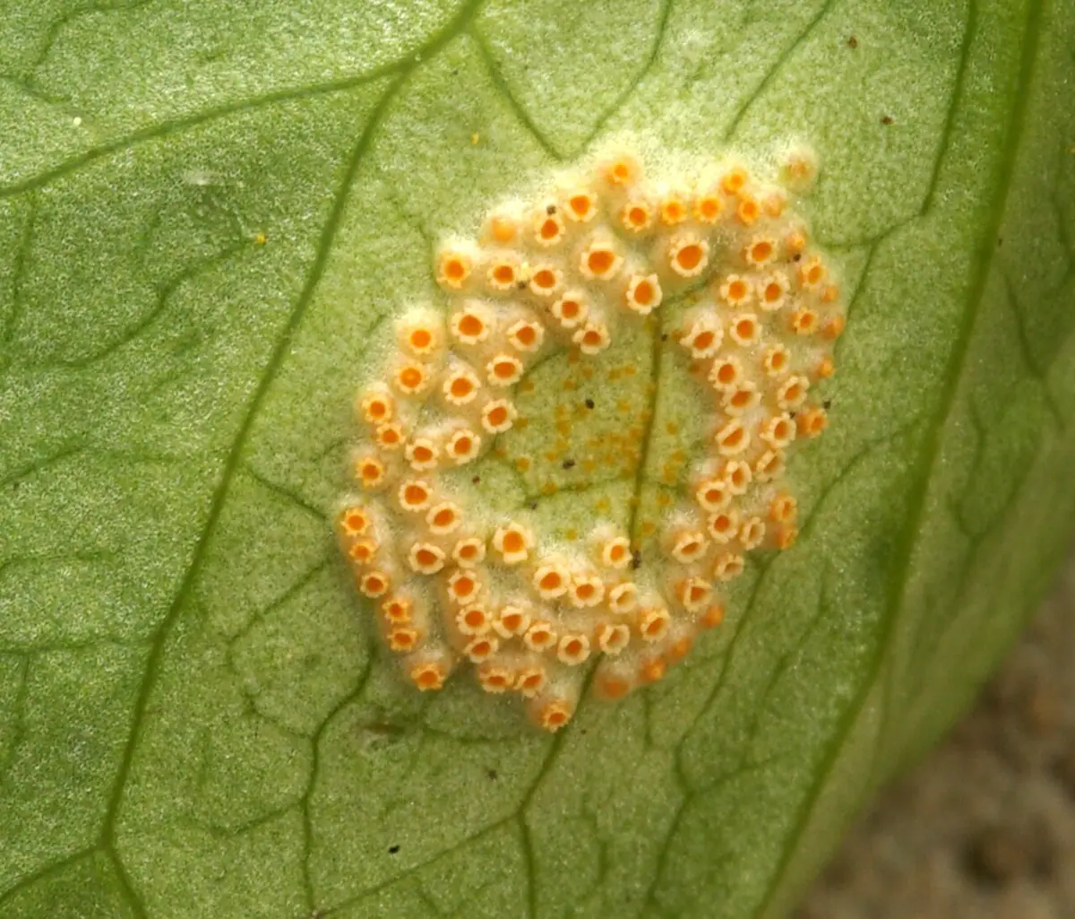 Puccinia sessilis — zdjęcie 1 z 4