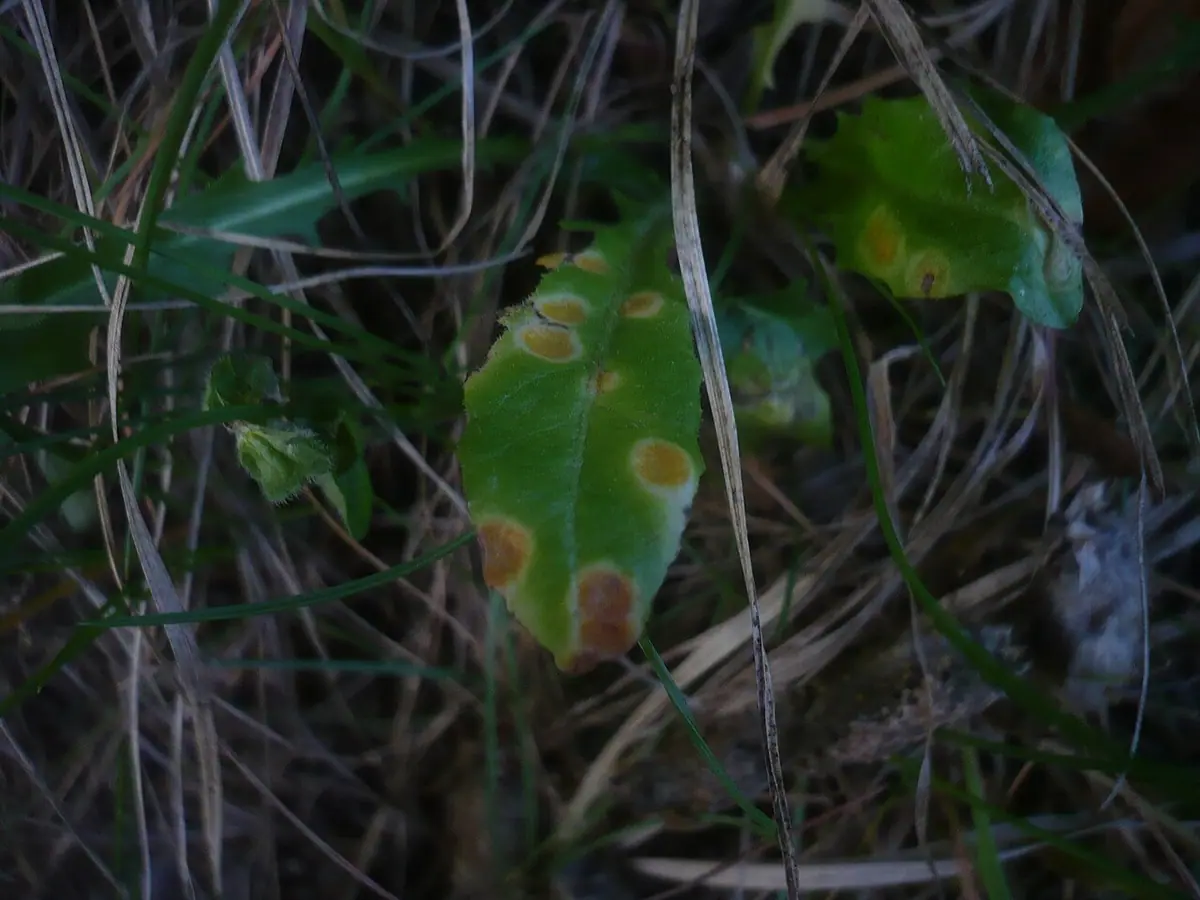Puccinia variabilis — zdjęcie 1 z 4