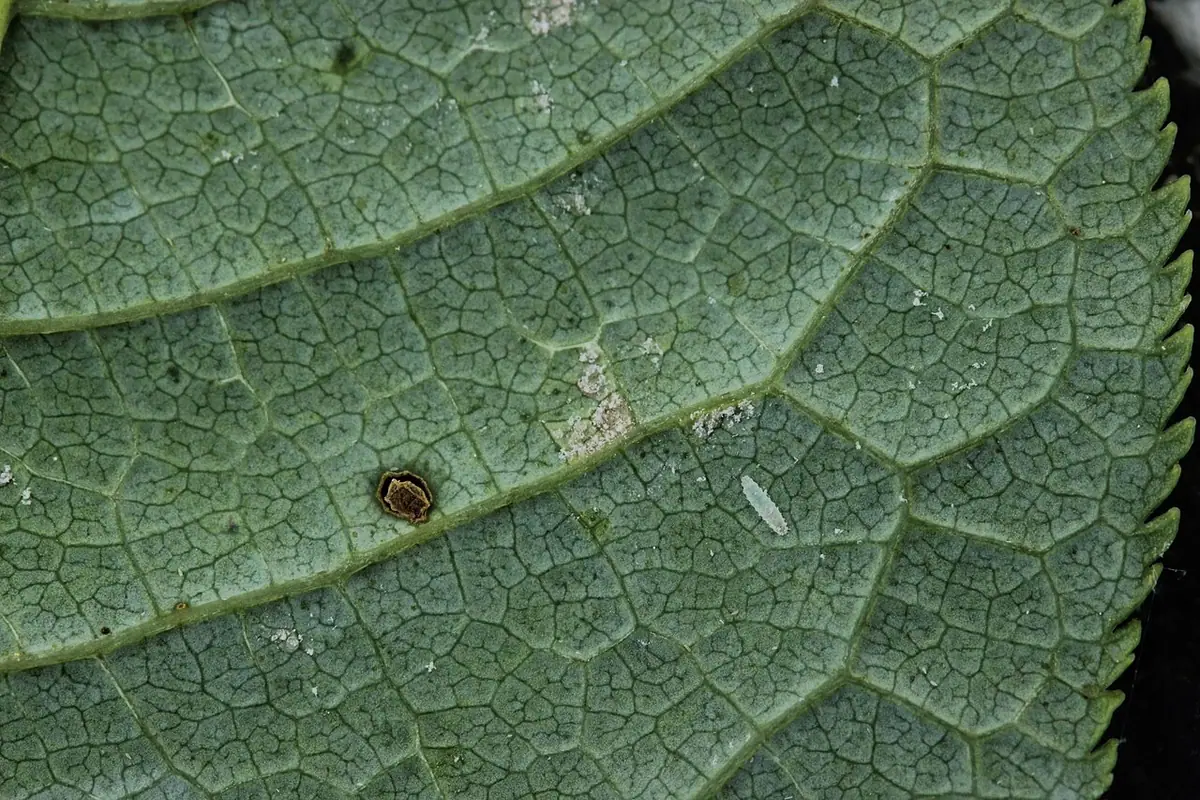 Pucciniastrum areolatum — zdjęcie 1 z 4