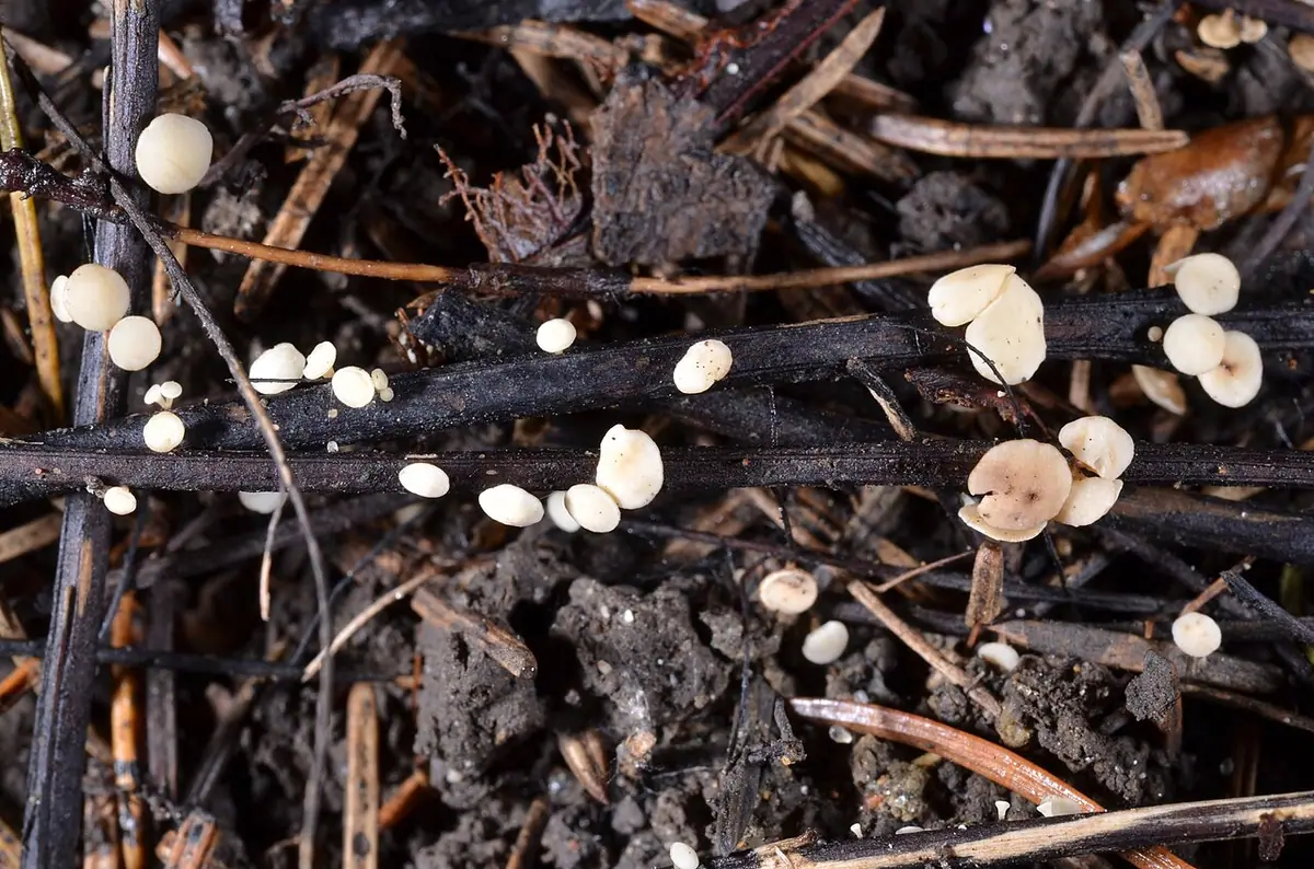Pucharek jesionowy (Hymenoscyphus albidus) — zdjęcie 1 z 4