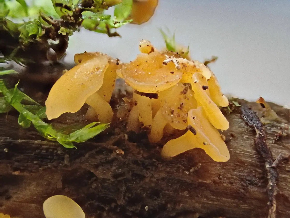 Pucharek kielichowaty (Hymenoscyphus calyculus) — zdjęcie 1 z 3