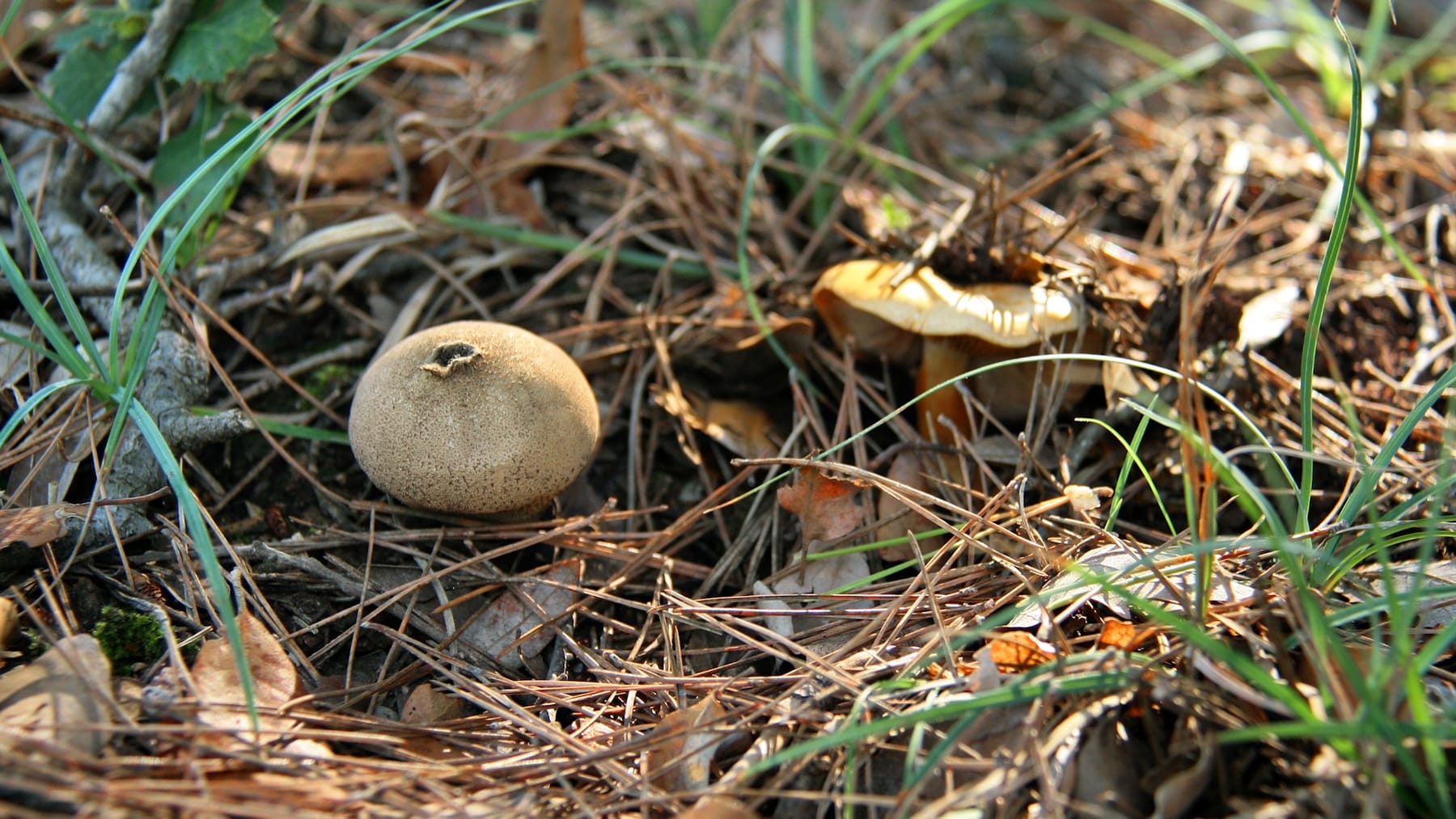 Purchawka brunatna (Lycoperdon umbrinum) — zdjęcie 1 z 4