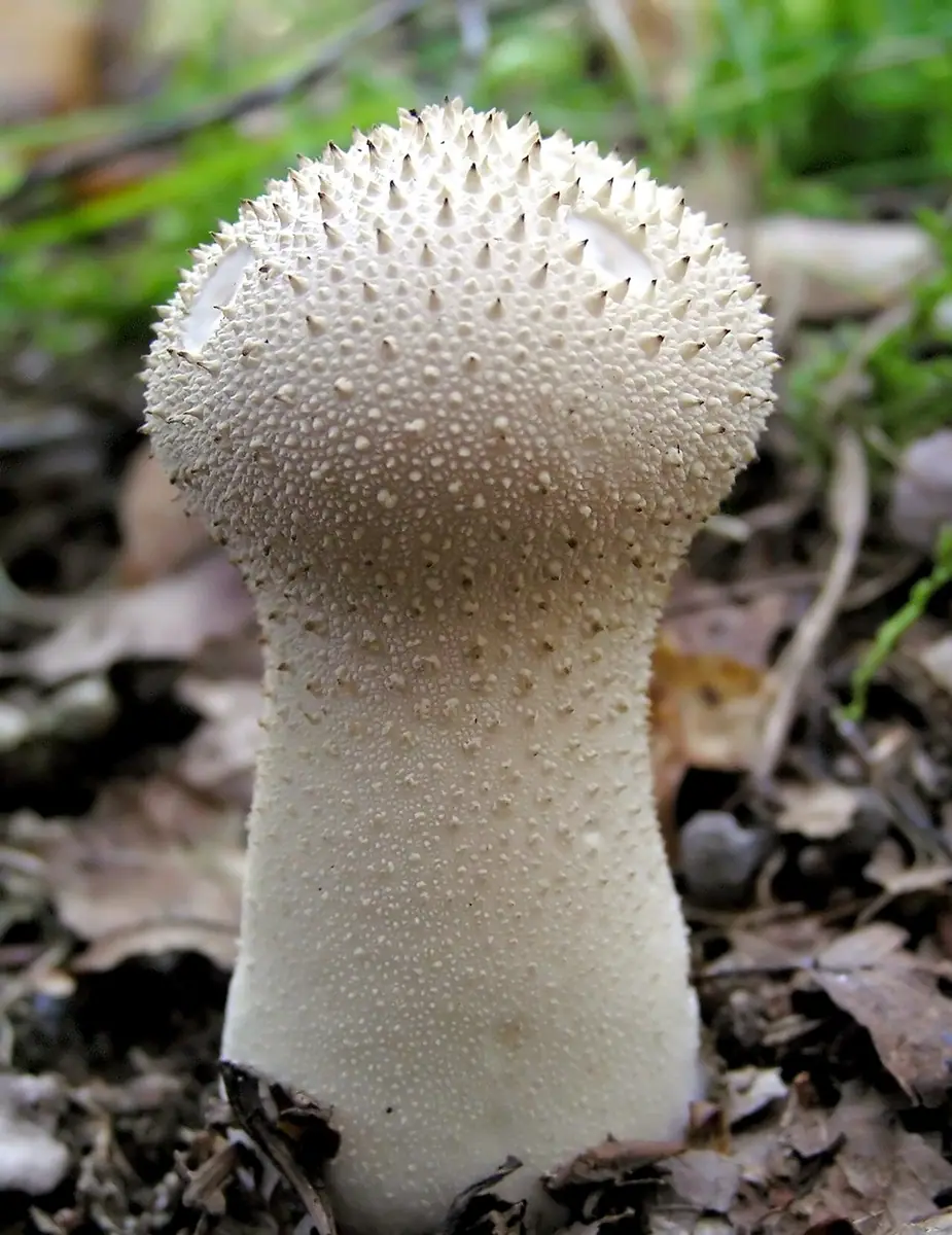 Purchawka chropowata (Lycoperdon perlatum) — zdjęcie 1 z 4