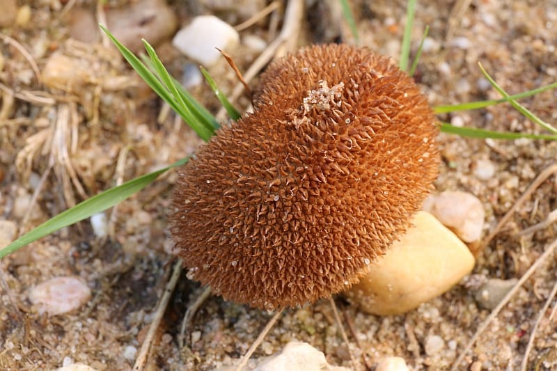 Purchawka czarniawa (Lycoperdon nigrescens) — zdjęcie 1 z 4